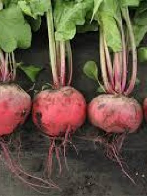 Beta vulgaris 'Merollow' beetroot