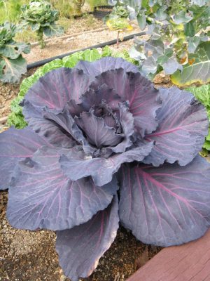 Brassica oleracea 'Red Cabbage'