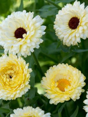 Calendula White-cream