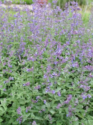 Catnip (Nepeta)