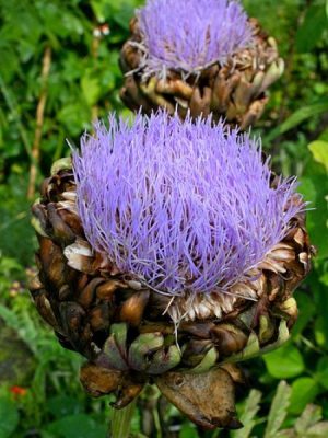 Cynara scolymus artichoke