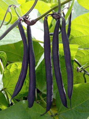 French Beans violet