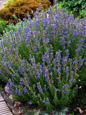 Hyssop