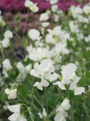 Lathyrus odoratus (white varieties) sweet peas