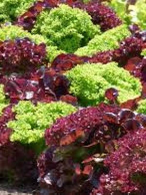 Lettuce (Red or Green)