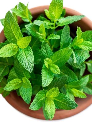 Mint (in pot)