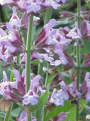 Salvia officinalis