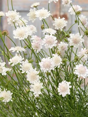 Scabiosa (White)