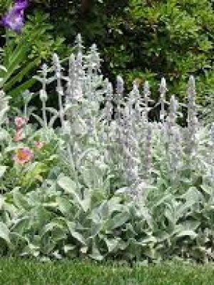 Stachys byzantina