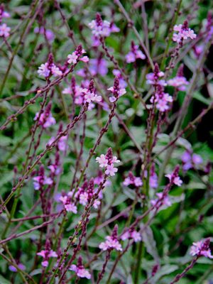 Verbena Bampton