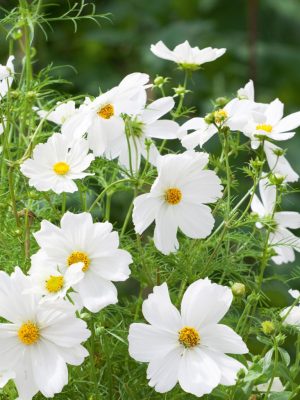White Cosmos